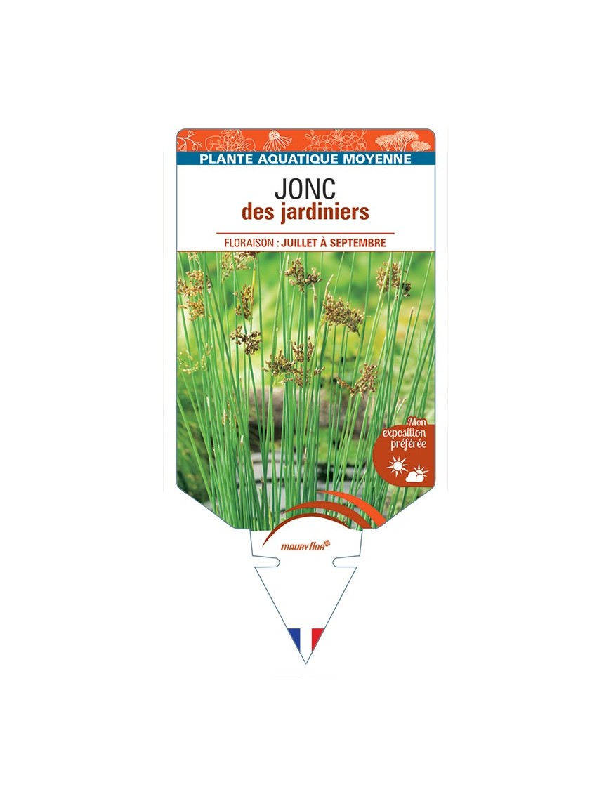JUNCUS inflexus voir Jonc des jardiniers