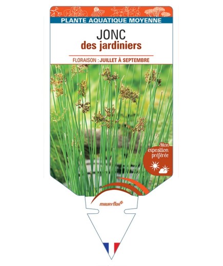 JUNCUS inflexus voir Jonc des jardiniers