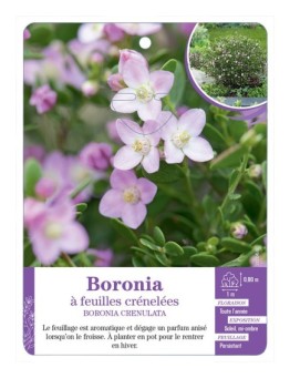BORONIA CRENULATA voir Boronia à feuilles crénelées