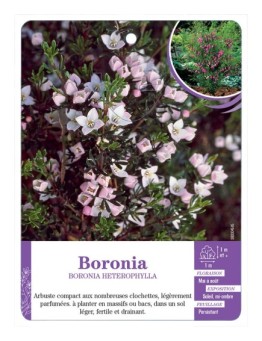 BORONIA HETEROPHYLLA