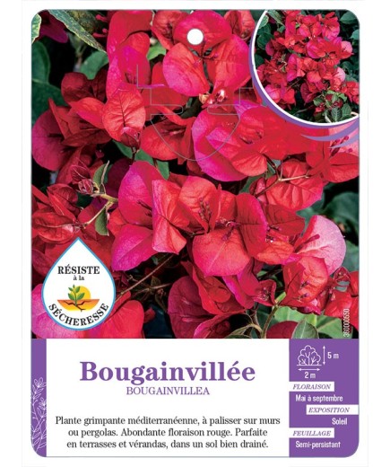BOUGAINVILLEA voir Bougainvillée (rouge)