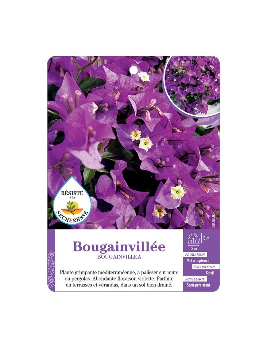 BOUGAINVILLEA voir Bougainvillée (violet)