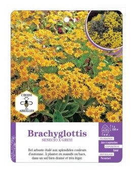 BRACHYGLOTTIS SENECIO X GREYI