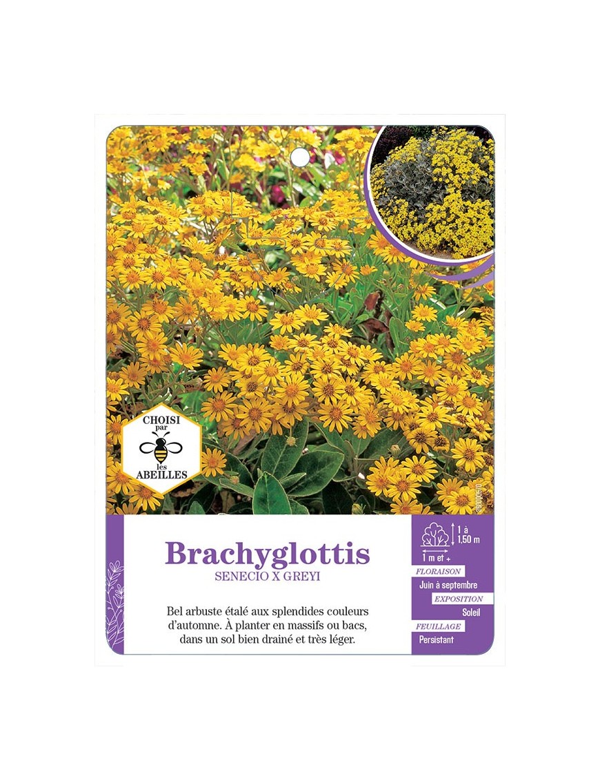 BRACHYGLOTTIS SENECIO X GREYI