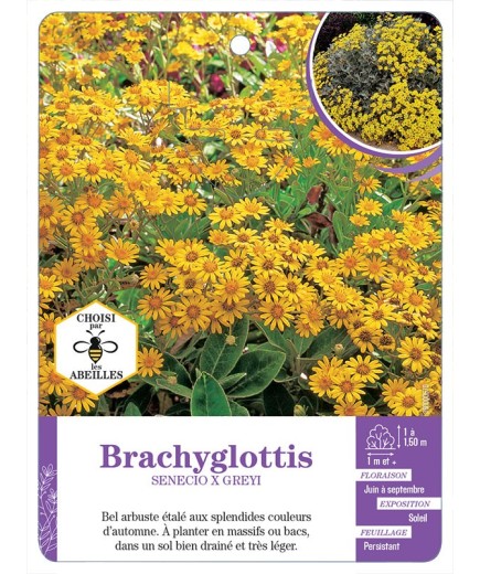 BRACHYGLOTTIS SENECIO X GREYI