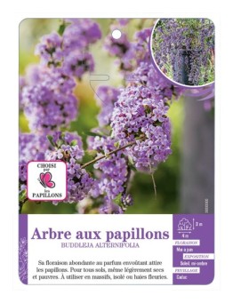 BUDDLEJA ALTERNIFOLIA voir Arbre aux papillons