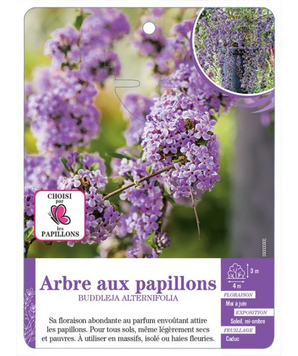 BUDDLEJA ALTERNIFOLIA voir Arbre aux papillons