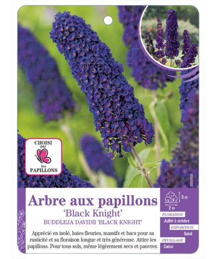 BUDDLEJA DAVIDII BLACK KNIGHT voir Arbre aux papillons