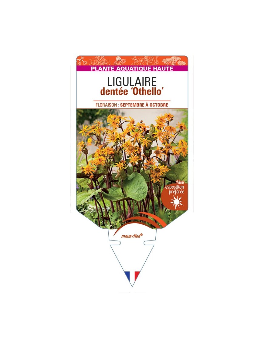 LIGULARIA dentata Othello voir Ligulaire dentée Othello