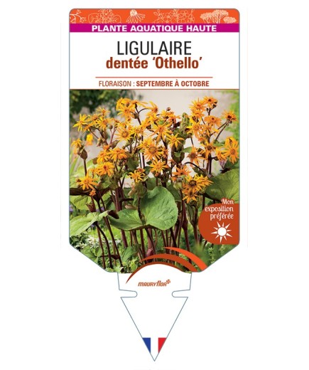 LIGULARIA dentata Othello voir Ligulaire dentée Othello