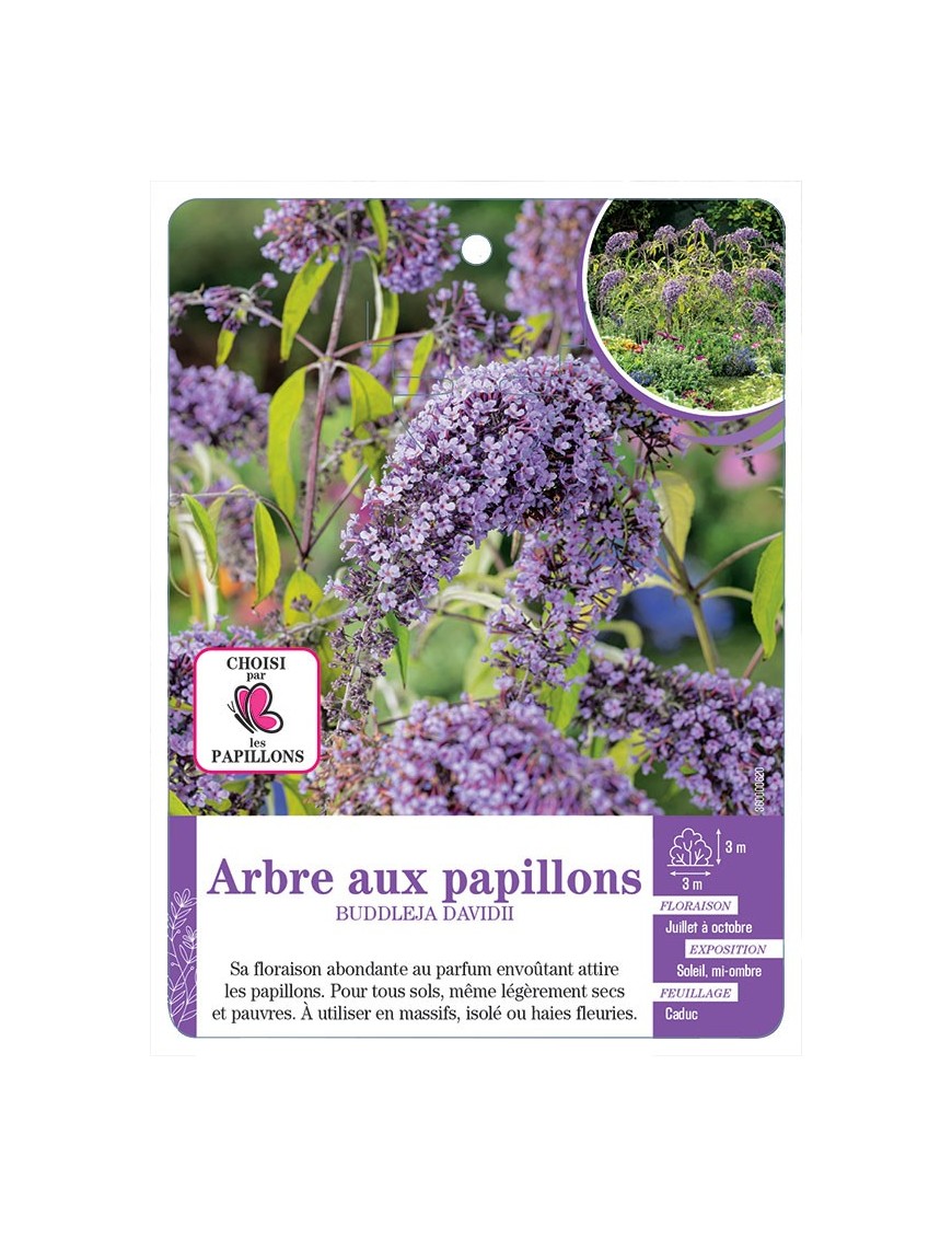 BUDDLEJA DAVIDII voir Arbre aux papillons (bleu clair)