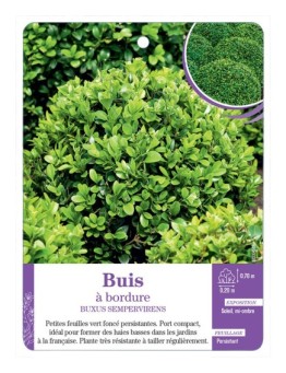 BUXUS SEMPERVIRENS voir Buis à bordure