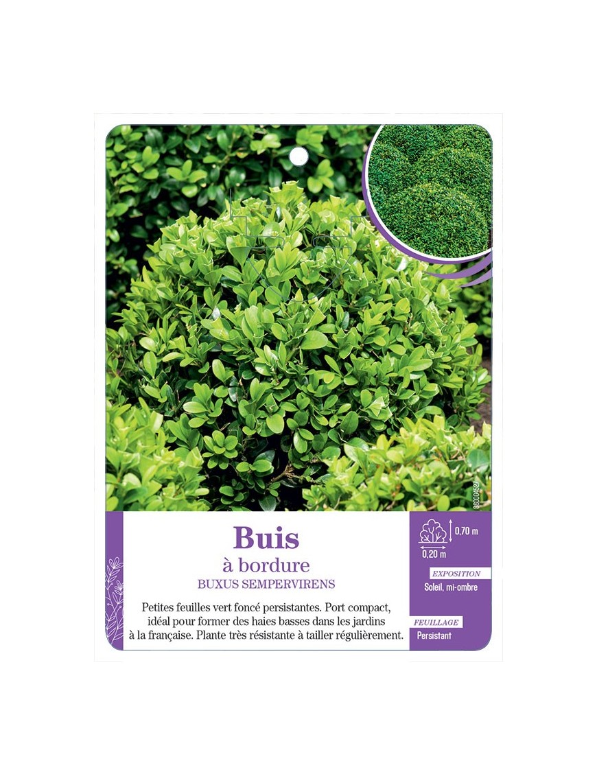 BUXUS SEMPERVIRENS voir Buis à bordure