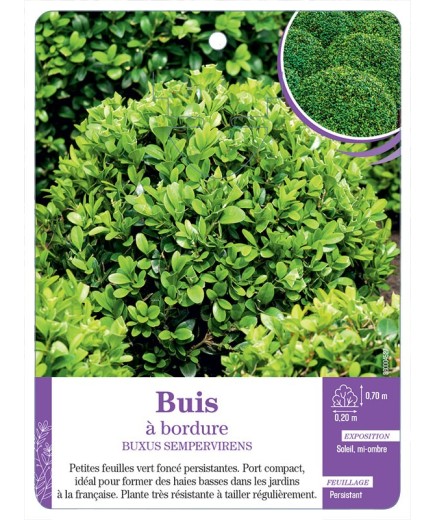 BUXUS SEMPERVIRENS voir Buis à bordure