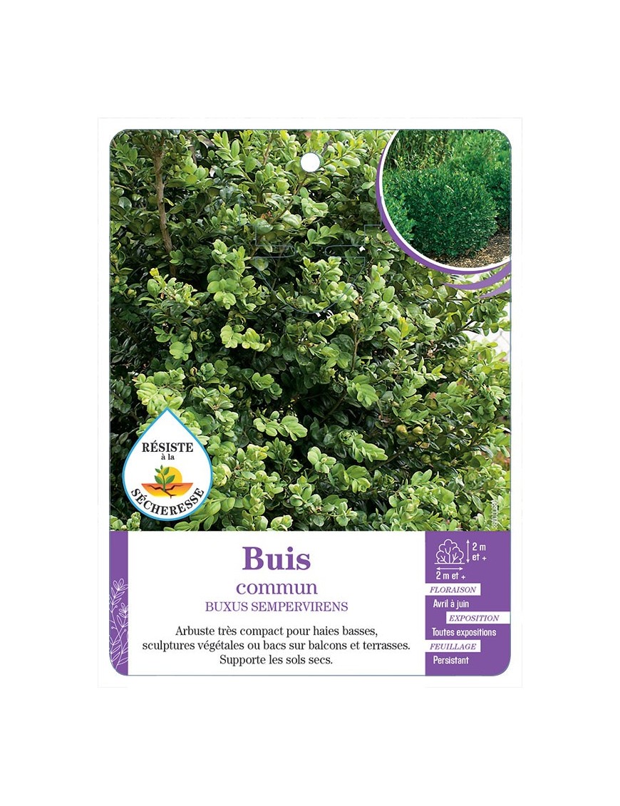 BUXUS SEMPERVIRENS voir Buis commun