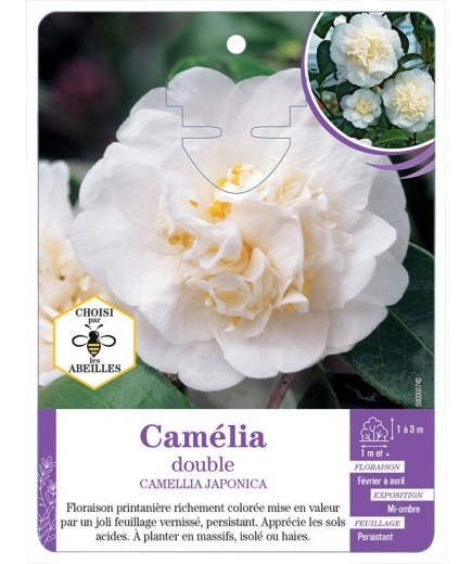 CAMELLIA JAPONICA DOUBLE (blanc)