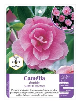 CAMELLIA JAPONICA DOUBLE (rose vif)