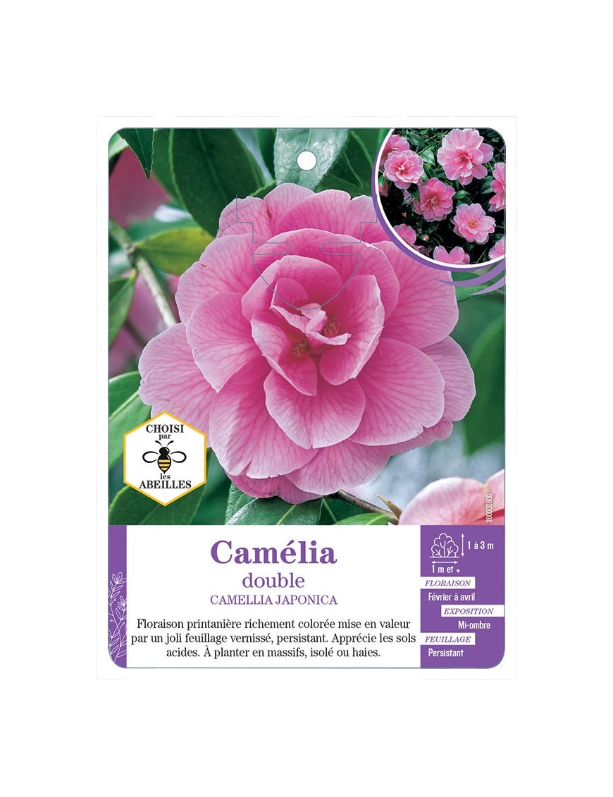 CAMELLIA JAPONICA DOUBLE (rose vif)