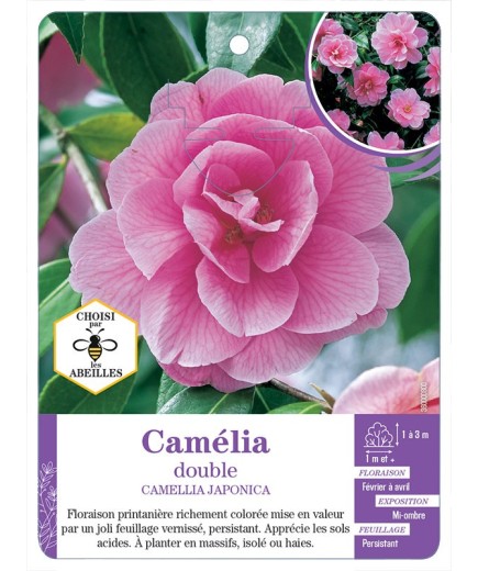 CAMELLIA JAPONICA DOUBLE (rose vif)