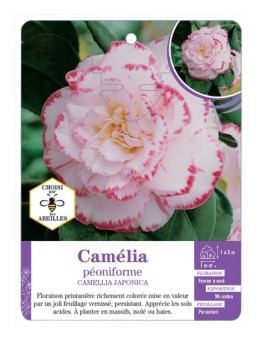 CAMELLIA JAPONICA PÉONIFORME (blanc ourlé de rose)