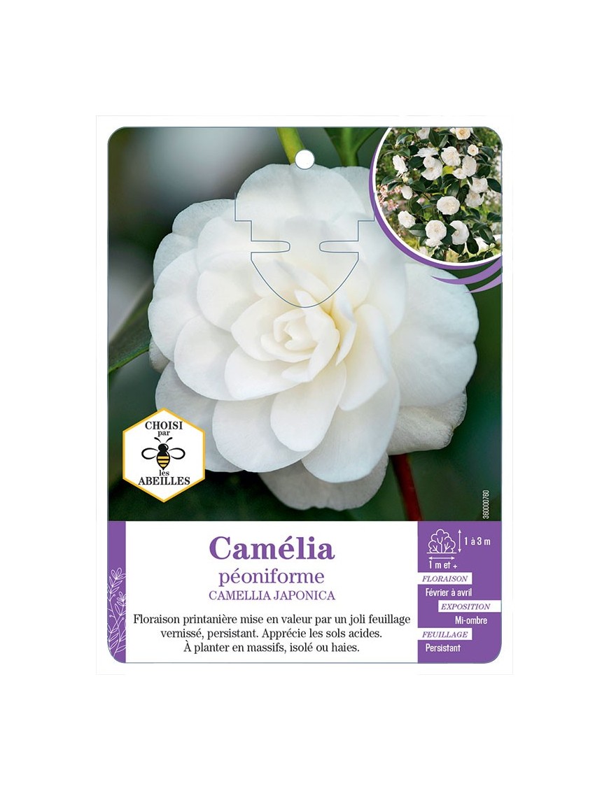 CAMELLIA JAPONICA PÉONIFORME (blanc)