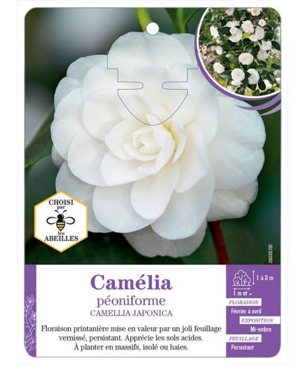 CAMELLIA JAPONICA PÉONIFORME (blanc)