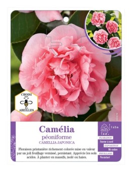 CAMELLIA JAPONICA PÉONIFORME (rose)