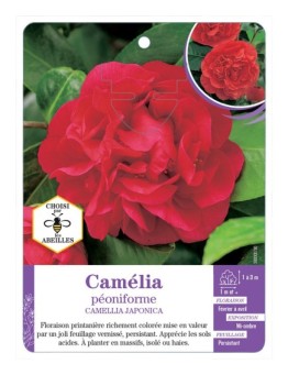 CAMELLIA JAPONICA PÉONIFORME (rouge)