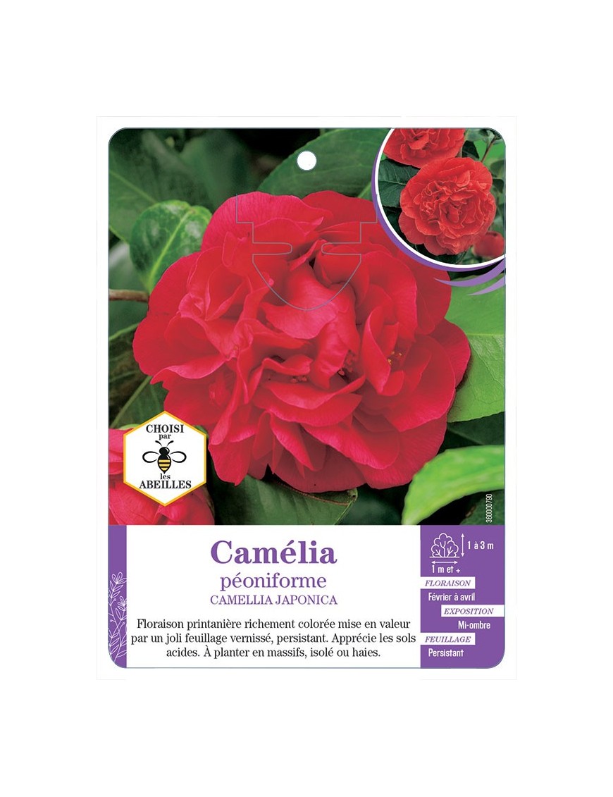CAMELLIA JAPONICA PÉONIFORME (rouge)