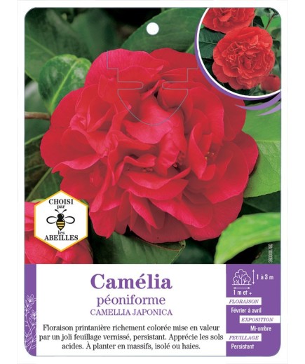 CAMELLIA JAPONICA PÉONIFORME (rouge)
