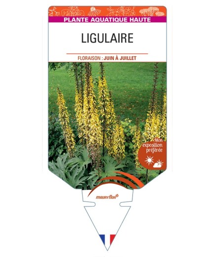 LIGULARIA przewalskii voir Ligulaire (fleur en épis)
