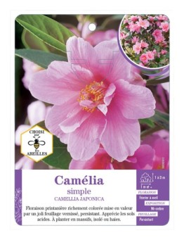 CAMELLIA JAPONICA SIMPLE (rose)
