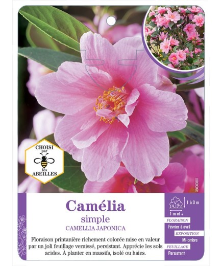 CAMELLIA JAPONICA SIMPLE (rose)