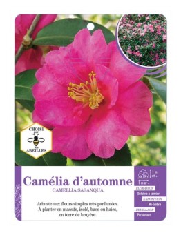CAMELLIA SASANQUA voir Camélia d automne (rose)
