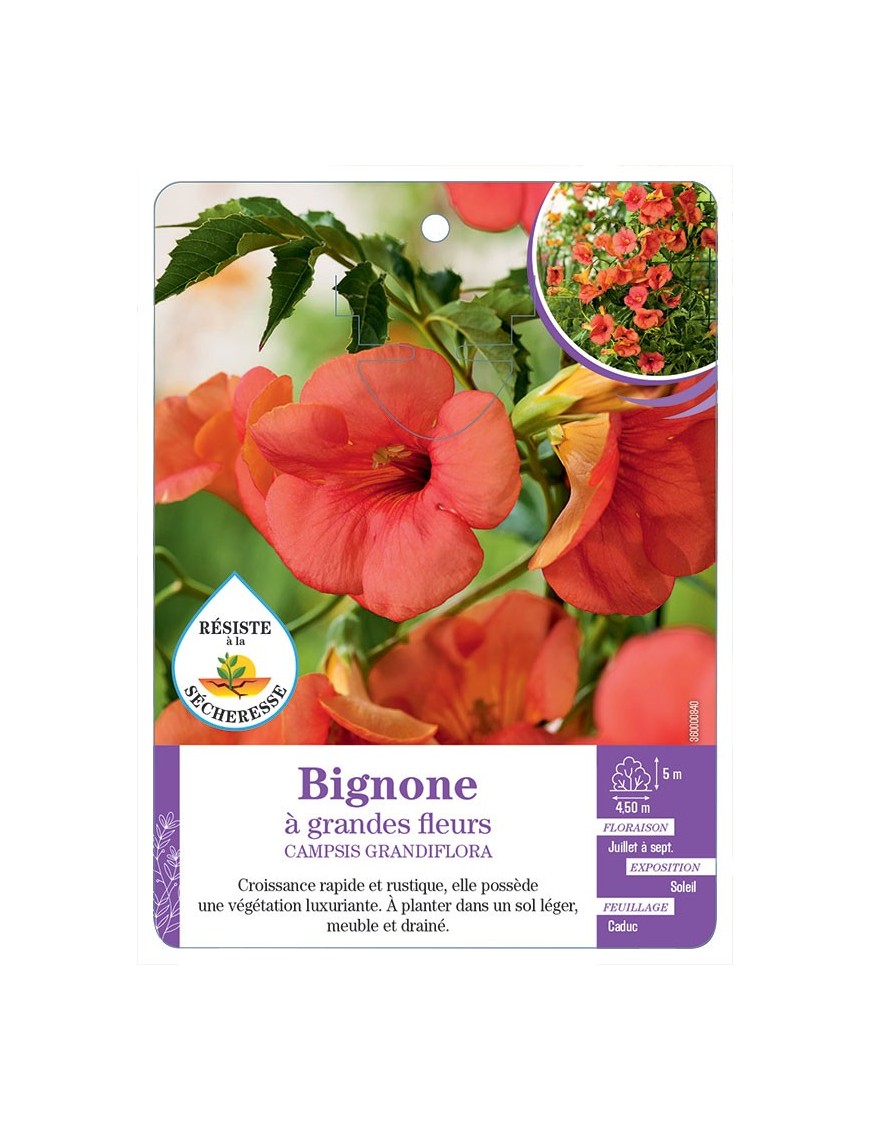 CAMPSIS GRANDIFLORA voir Bignone à grandes fleurs
