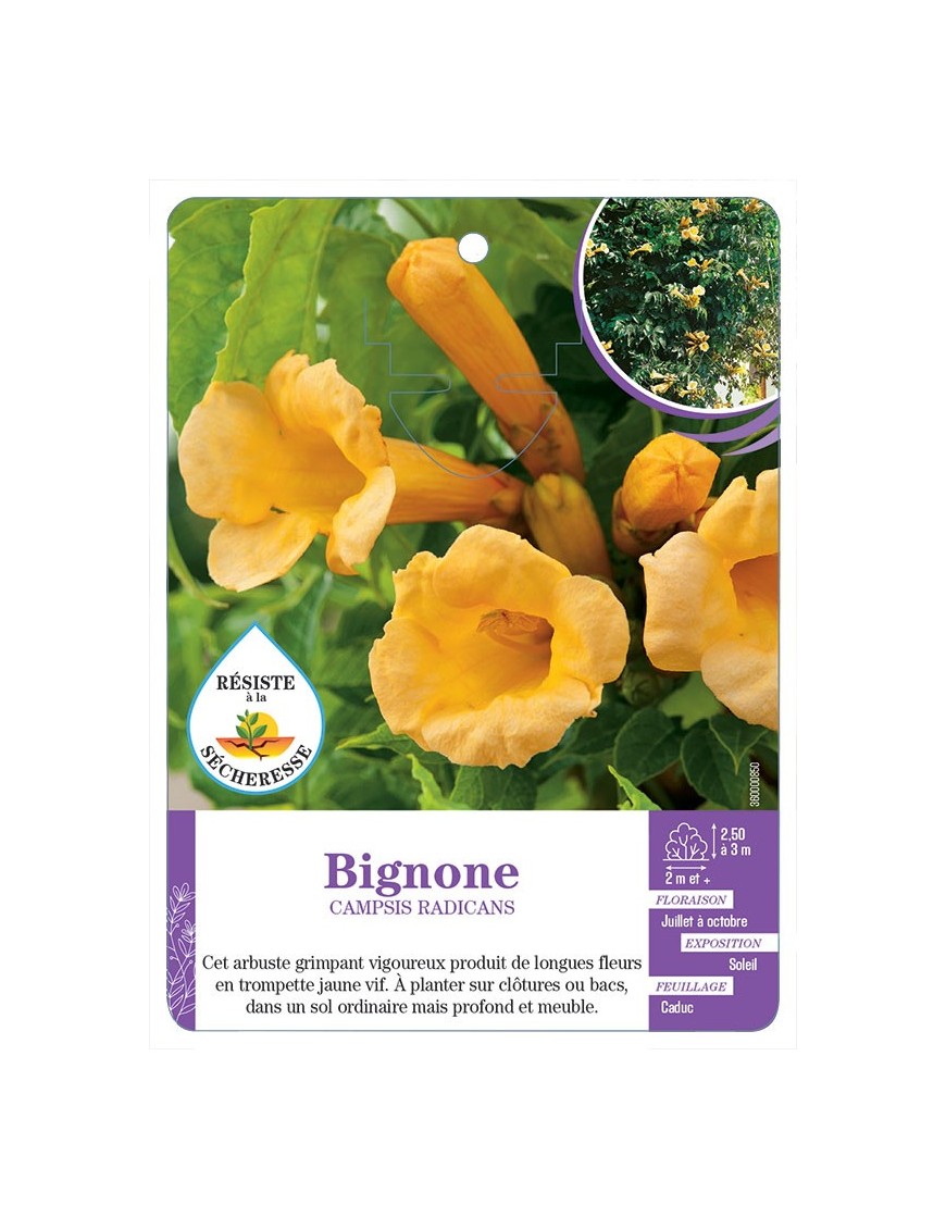 CAMPSIS RADICANS voir Bignone (jaune)
