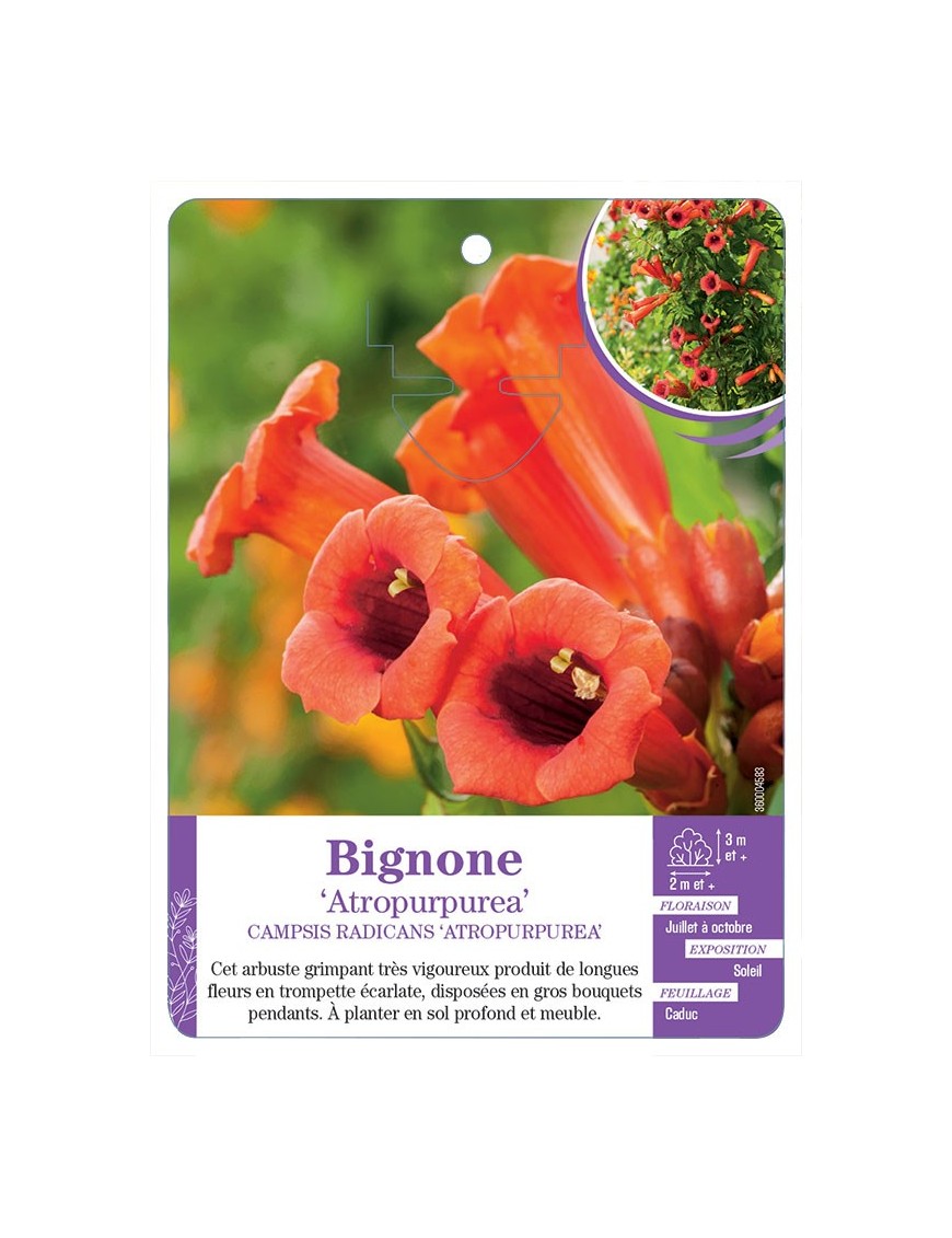 CAMPSIS RADICANS ATROPURPUREA voir Bignone (écarlate)