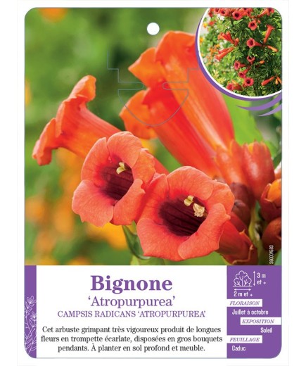 CAMPSIS RADICANS ATROPURPUREA voir Bignone (écarlate)