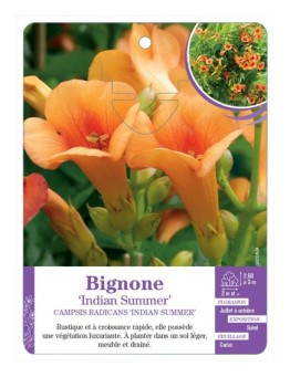 CAMPSIS RADICANS INDIAN SUMMER voir Bignone