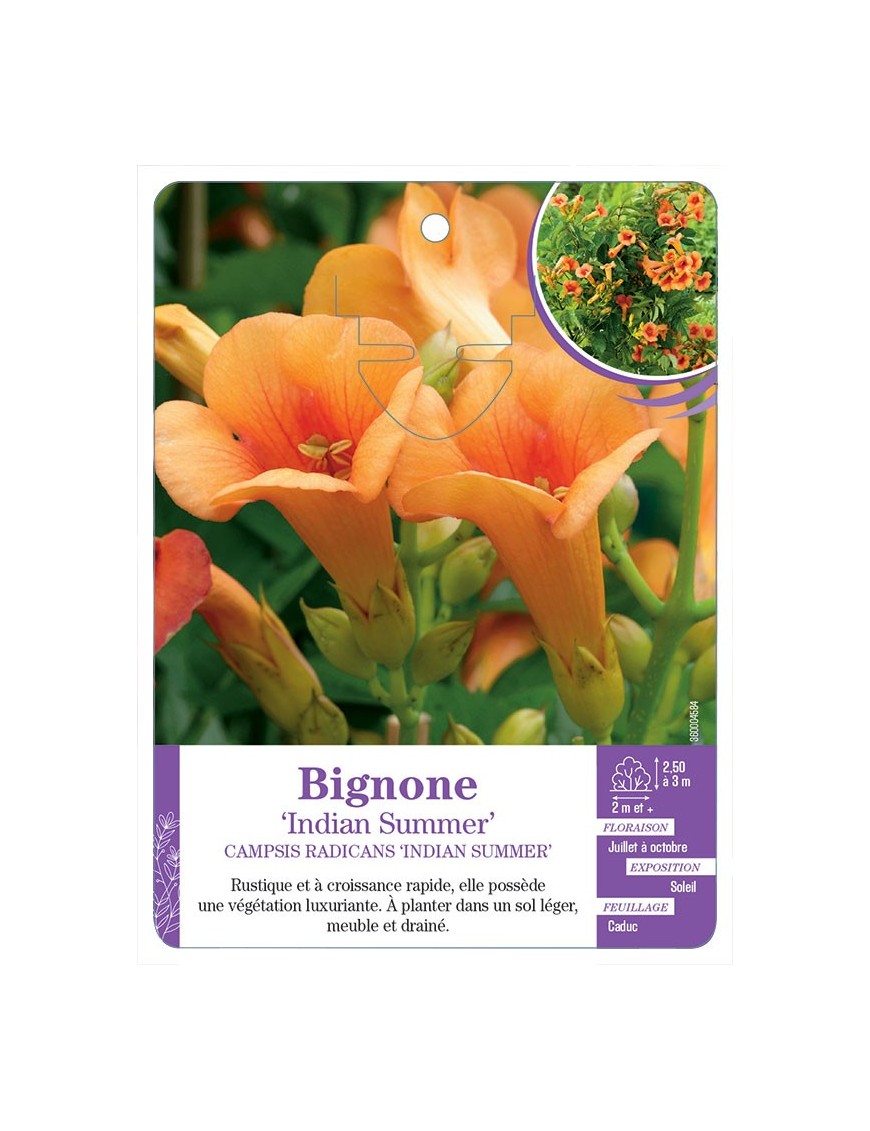 CAMPSIS RADICANS INDIAN SUMMER voir Bignone