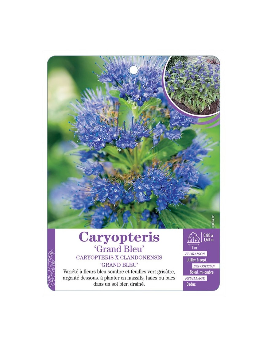 CARYOPTERIS X CLANDONENSIS GRAND BLEU