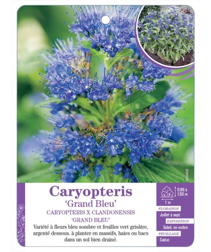 CARYOPTERIS X CLANDONENSIS GRAND BLEU