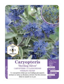 CARYOPTERIS X CLANDONENSIS STERLING SILVER
