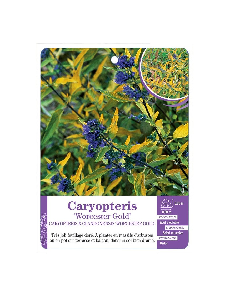 CARYOPTERIS X CLANDONENSIS WORCESTER GOLD