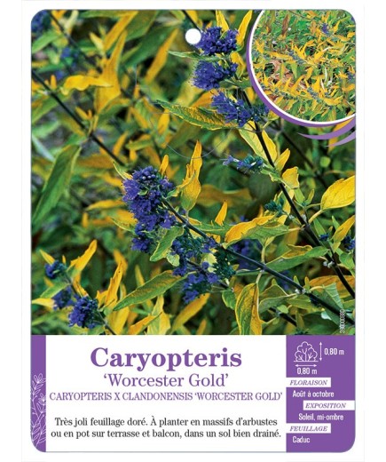 CARYOPTERIS X CLANDONENSIS WORCESTER GOLD