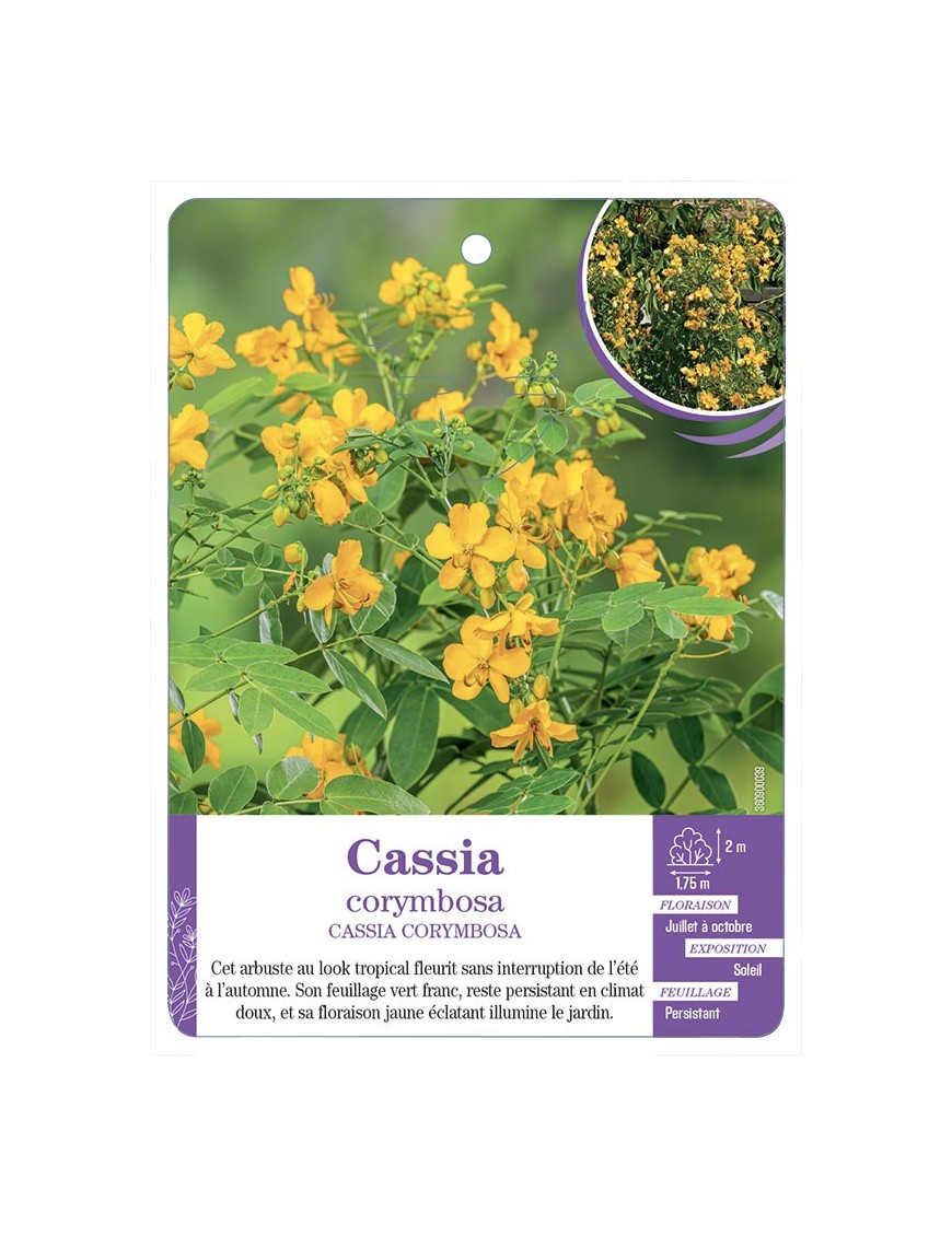 CASSIA CORYMBOSA