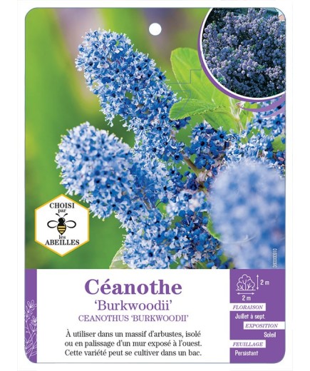 CEANOTHUS BURKWOODII