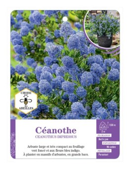 CEANOTHUS IMPRESSUS (bleu)