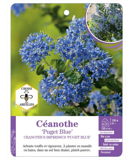 CEANOTHUS IMPRESSUS PUGET BLUE