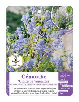 CEANOTHUS X DELILIANUS GLOIRE DE VERSAILLES